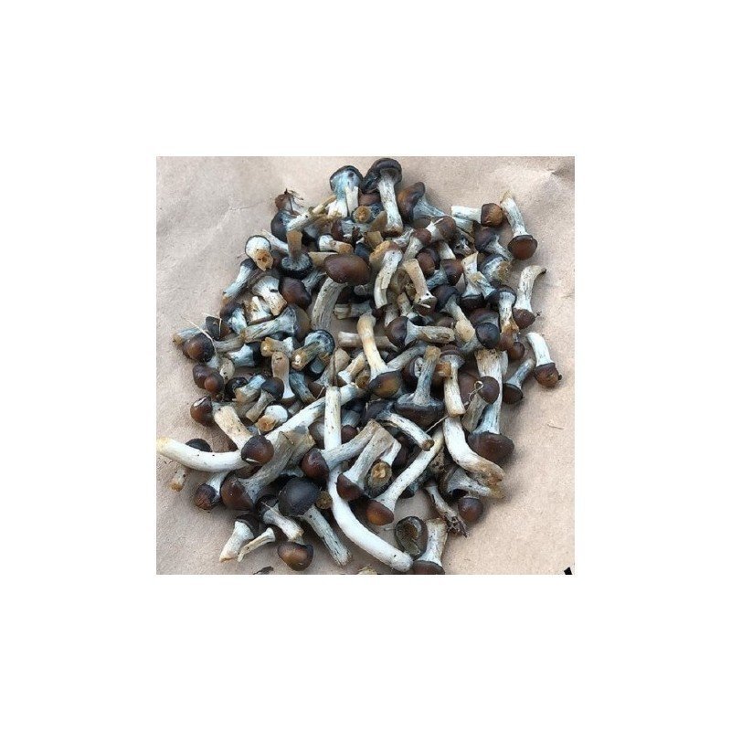 Premium Psilocybe Baeocystis For Sale Online